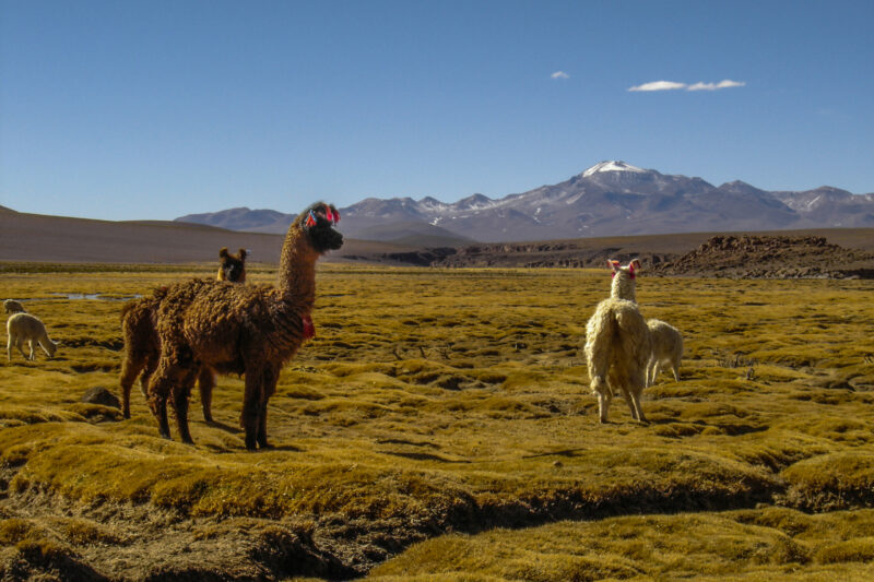 Ciné – Auteur ” La Bolivie, cultures et traditions ” – Samedi 15 novembre 2025 à 17 h – Théâtre Cornillon